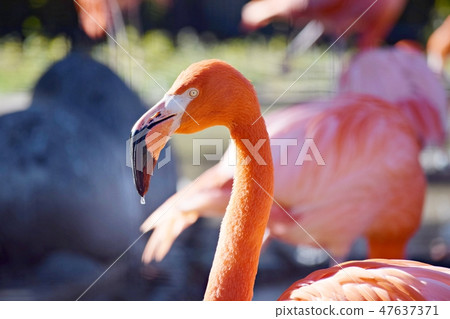 火烈鳥/冬天 火烈鳥/冬天 47637371