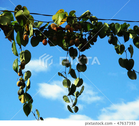 阿里山新中橫 47637393