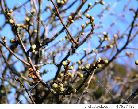 White plum of Donganan that became filled with buds 47637485