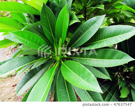 Flower and fruit plant Flower and fruit plant 47637547