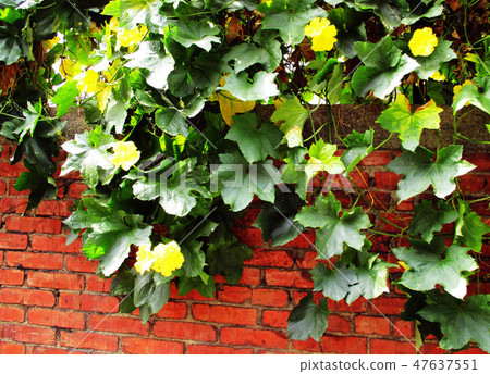 Flower and fruit plant 47637551