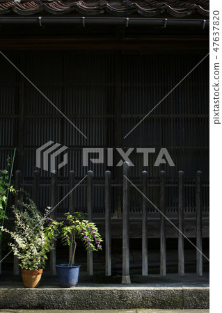 鳥取走在四季秋花小紫 47637820