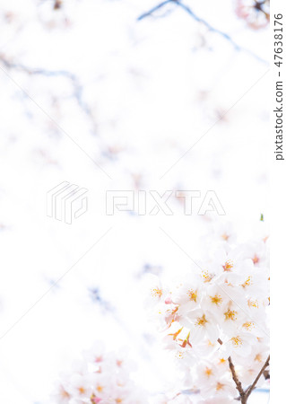 Sakura Sakura Sakura Ayai Yoshino Simei Yoshino哭泣的多雪的拷貝空間字符空間 Sakura Sakura Sakura Ayai Yoshino Simei Yoshino哭泣的多雪的拷貝空間字符空間 47638176