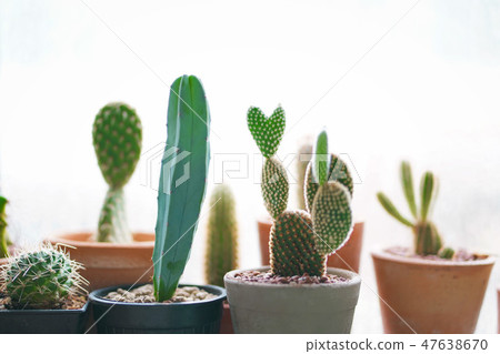 Cactus in a pot for home decoration. Cactus in a pot for home decoration. 47638670