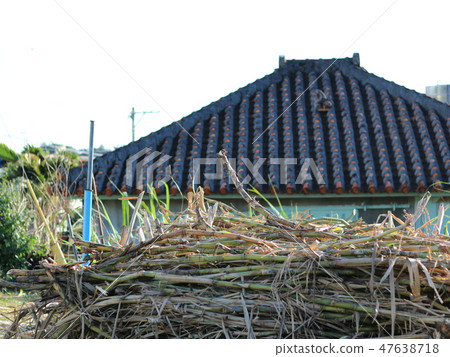 Harvesting sugarcane 47638718