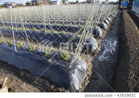 Winter pea farm 47639031