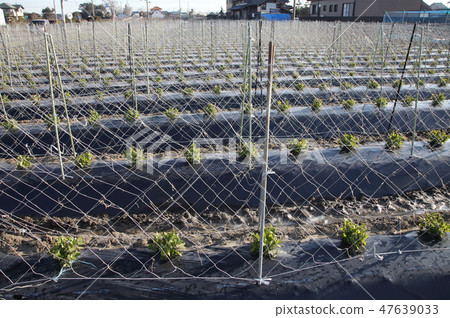 Winter pea farm Winter pea farm 47639033