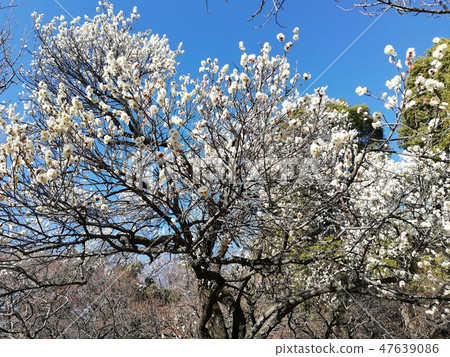 White plum of 2019.2.1 White plum of 2019.2.1 47639086