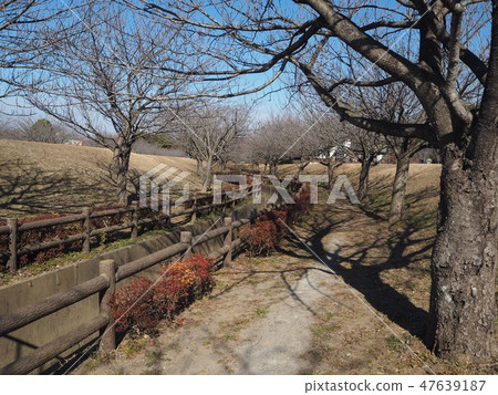 Walking path park 47639187