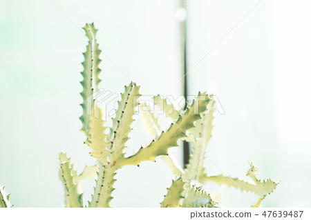 White Ghost Cactus, Euphorbia Lactea. 47639487