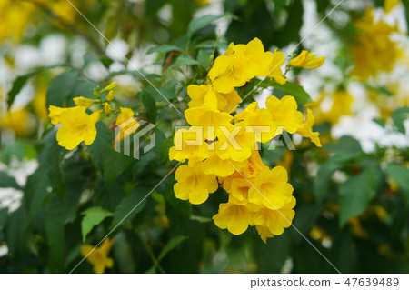 Yellow trumpetbush flower (Tecoma stans). 47639489