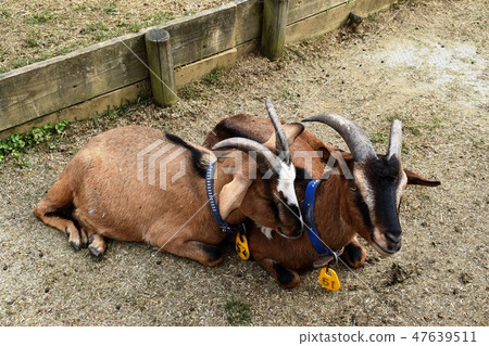 Goat 2 Goat 2 47639511