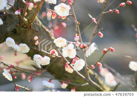 Plum flowers Shiba plum Plum flowers Shiba plum 47639703