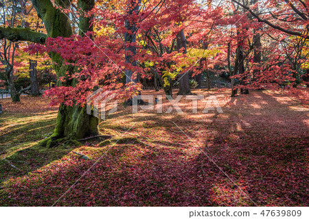 Fall of Kenrokuen Fall of Kenrokuen 47639809