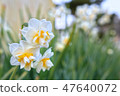 Beautiful daffodils 47640072