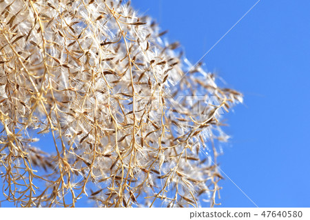 Withered Susuki Withered Susuki 47640580