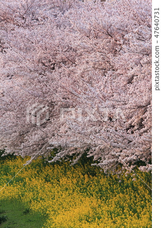 櫻花樹和油菜花 櫻花樹和油菜花 47640731