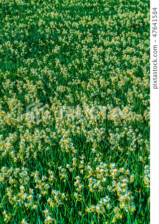 Nomozaki Narcissus Festival [Nomozaki Town, Nagasaki City, Nagasaki Prefecture] 47641584