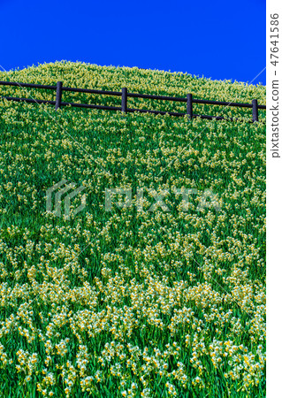 Nomozaki Narcissus Festival [Nomozaki Town, Nagasaki City, Nagasaki Prefecture] 47641586