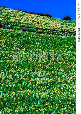 Nomozaki Narcissus Festival [Nomozaki Town, Nagasaki City, Nagasaki Prefecture] 47641587