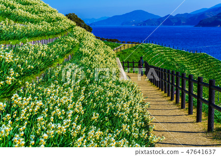 Nomozaki Narcissus Festival [Nomozaki Town, Nagasaki City, Nagasaki Prefecture] 47641637