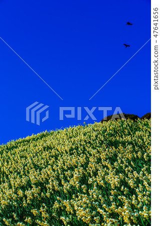 野崎水仙節[長崎縣長崎市野崎市] 47641656