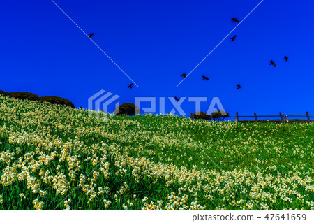 Nomozaki Narcissus Festival [Nomozaki Town, Nagasaki City, Nagasaki Prefecture] 47641659