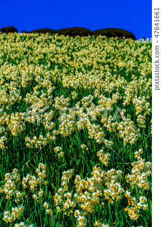 Nomozaki Narcissus Festival [Nomozaki Town, Nagasaki City, Nagasaki Prefecture] 47641661