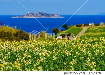 Nomozaki Narcissus Festival, overlooking Gunkanjima [Nomozaki Town, Nagasaki City, Nagasaki Prefecture] 47641785