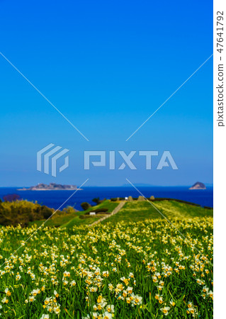 俯瞰群甘島的野崎水仙節[長崎縣長崎市野崎市] 47641792