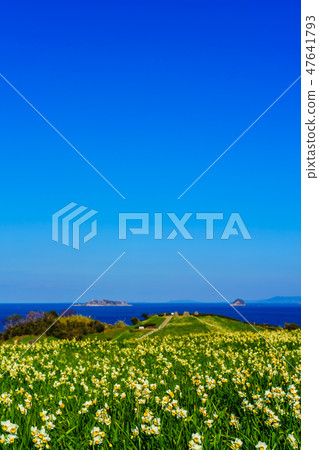 俯瞰群甘島的野崎水仙節[長崎縣長崎市野崎市] 47641793