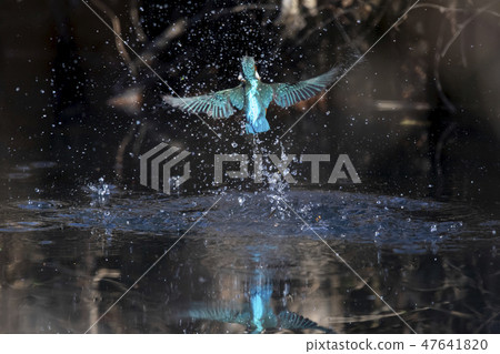 A beautiful blue back of a kingfisher who jumps out of the surface of a dark pond 47641820