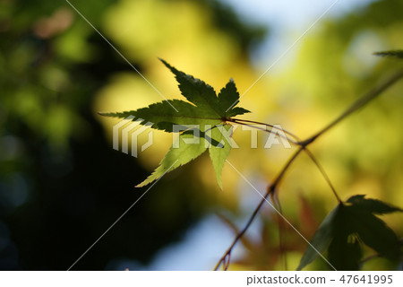 Tottori walk in autumn autumn flowers Tottori walk in autumn autumn flowers 47641995