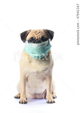 Dog with mask isolated on white Dog with mask isolated on white 47642167