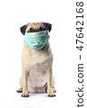 Dog with mask isolated on white 47642168