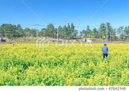 The view of Fukuoka Itoshima people who enjoy Haruna Rape field Nanohana flower hunting The view of Fukuoka Itoshima people who enjoy Haruna Rape field Nanohana flower hunting 47642346
