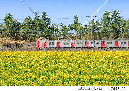 The view of the spring scenery JR Chikuen line and rape flower field Fukuoka Itoshima The view of the spring scenery JR Chikuen line and rape flower field Fukuoka Itoshima 47642431
