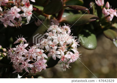 金樹之花（花月） 47642829