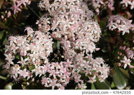 金樹之花（花月） 47642830