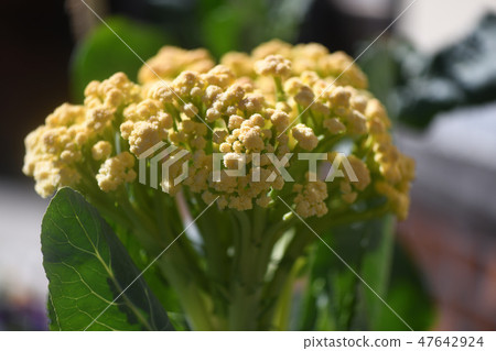 在家庭菜園的花椰菜 在家庭菜園的花椰菜 47642924