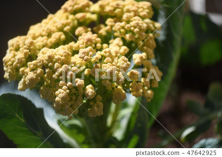 在家庭菜園的花椰菜 在家庭菜園的花椰菜 47642925
