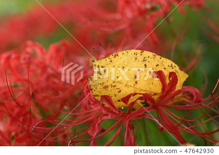 鳥取走在秋天的秋天的花朵 鳥取走在秋天的秋天的花朵 47642930