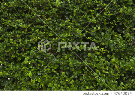 Green leaf background. Leaves texture. 47643054