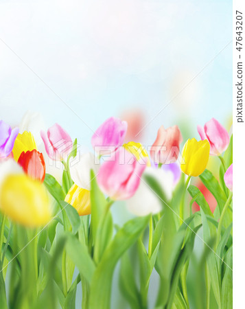 Spring - Background - Blue - Tulip 47643207
