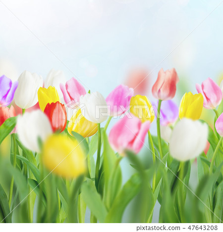 Spring - Background - Blue - Tulip Spring - Background - Blue - Tulip 47643208