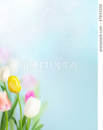 Spring - Background - Blue - Tulip Spring - Background - Blue - Tulip 47643209