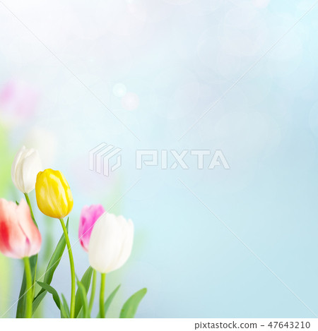 Spring - Background - Blue - Tulip 47643210