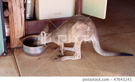 A Tame Kangaroo Drinking From A Water Bowl A Tame Kangaroo Drinking From A Water Bowl 47643241