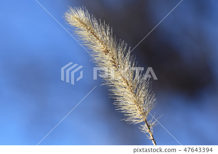 Withered cat Withered cat 47643394