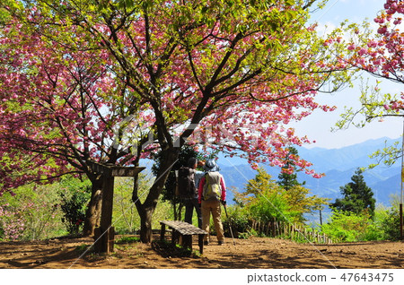 Mt. Takao / Jinba mountain hiking course Yaezakura with branch of Sagami Lake and Hiker 47643475